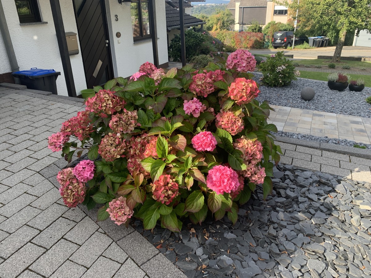 BD739B3A-0863-43D1-A2F5-44F7DAA57CB3.jpeg