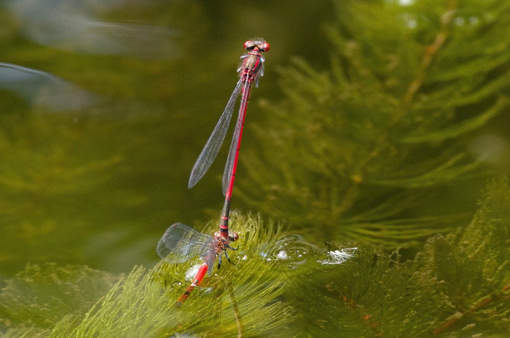 IMGP7674.jpg