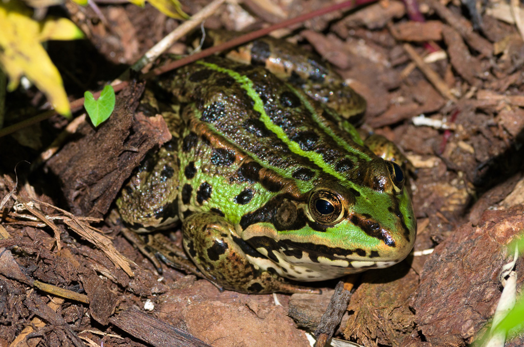 IMGP7849.jpg